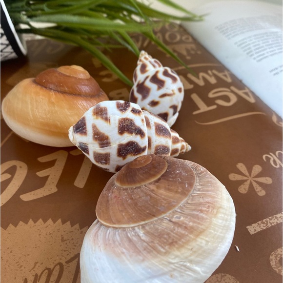 4 PCS Large Sea Shells Mixed Ocean Seashells Starfish Conch Various Sizes Natura - Picture 8 of 9